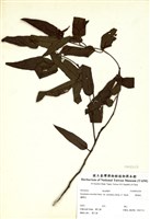 藏品(檸檬桉)的圖片